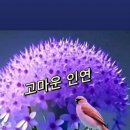 휠링 Daum카페
