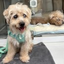 내과동물병원 루미나 이미지