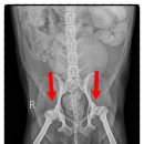 비포유동물병원 이미지