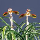 칠보단장 이미지