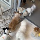 비바도기 이미지