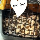 부천우리병원 | 중동우리아이 동물병원 신중동 고양이병원 후기 부천고양이스케일링