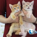 강남고양이분양 스타돌스 이미지