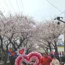 중앙초등학교  주변 | 2025 제주도 전농로 벚꽃축제 후기