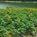 해바라기카페 이미지