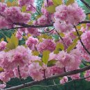 분홍색에 화려한 겹벚나무 꽃. 이미지