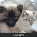 숲속노을 동물병원 네이버블로그