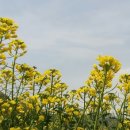 양산천변 이미지