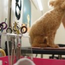 왈왈 살롱 이미지