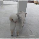 미용할개 이미지