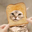 트레블랩