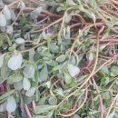 백화초등학교 | 백화초 농원 꽃차, 왜 사랑할 수밖에 없을까? 그 특별한 이유