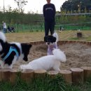 댕댕이 운동장 이미지