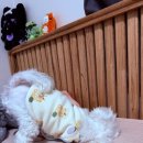 군산킹덤주짓수아카데미 | [2026] 3. 일하기 싫을 때 블로그로 도망치는건 부끄럽지않다