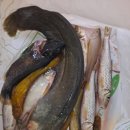 동막골민물장어 이미지