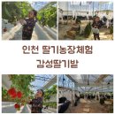 화개농원 | 인천딸기농장 감성딸기밭 아이와 딸기체험 팜피크닉을 즐길 수 있는곳