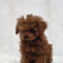 마리애견미용실 이미지