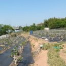삼호농협주유소 | 흑석지맥 마지막 제2구간 오미재(819번 2차선 포장도로)에서 해군제3함대 사령부까지 산행후기
