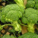 브로콜리 (broccoli) 이미지