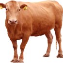 애환한우 이미지