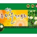 양구토종흰꽃민들레 정보!