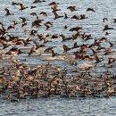 낙동강관리본부 대저생태공원 5 이미지