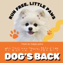 몽이랑 | 부산 신상 대형견 운동장 금정구 도그백 몽이랑 다녀온 후기