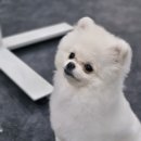 동일애견샵 이미지