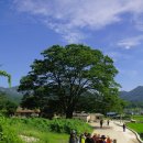 백운계곡 이미지