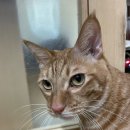 우리몽 | [우리몽식이] 고양이 주문 제작 맞춤 그립톡 내돈내산 만족 후기!