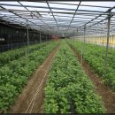 회성동215 이미지