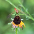 고추잠자리 이미지