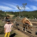 * 가을소풍🍂 포니랜드 하나 🐎 이미지