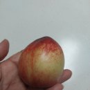과일아삭 | 신비복숭아 후기｜쿠팡과일추천 아삭달콤 꿀당도 신비복숭아 대과 솔직후기