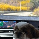 강아지 대공원 | [인천] 벚꽃 엔딩이 오기 전 가족들과 함께한 인천대공원 강아지 동반 피크닉 후기 (인생샷 폭발)