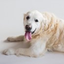 털찐강아지 이미지