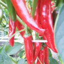 김정자농장 이미지