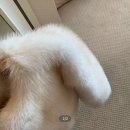 더 레오 핏 | 마켓 도매택 고민하다가 시간 순삭한 후기 (포레스트 레오, 리터 샌드, 리즈 로엔, 라플리에, 온드민 메리)