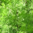 표준반상 이미지