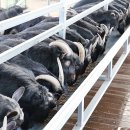 흑염소목장 이미지