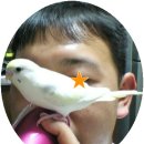 잉꼬사진관