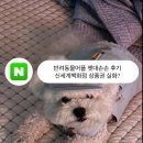 펫스티벌 | 반려동물어플 펫대손손 후기 신세계상품권도 주는 펫스티벌