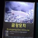 민물고기