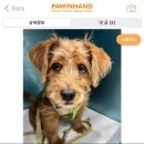 🐶 또드님들 임보라도 부탁드리긔 이미지