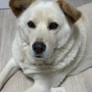 제인펫 | 강아지 종합영양제 티클링펫 Vital+6 기호성 좋은 후기