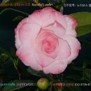 반짝이는 진주 미국동백꽃 판매-107번"명:진주동백-누치오스 펄/Nuccio's pearl 세계동백꽃 중 최고의 명화 이미지