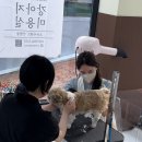 꼬망모르 이미지