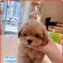 행복한강아지 이미지