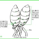 한국춘란의 취미생활과 불황기(不況期)의 번식관리/04(한번기115) 이미지
