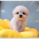 애니멀즈 강아지분양 고양이분양 천안점 이미지